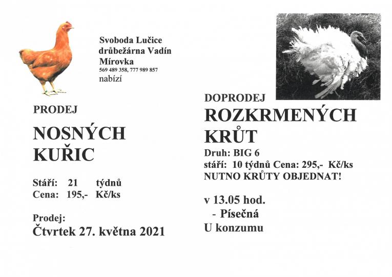Prodej kuřic