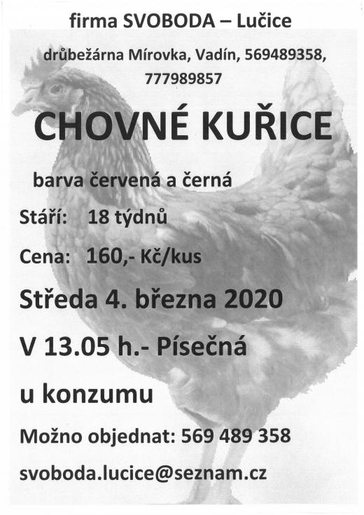 Prodej chovných kuřic